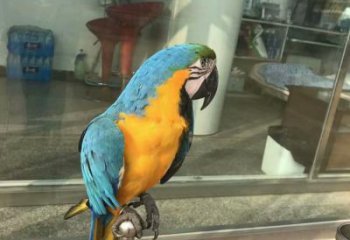 承接鸚鵡雕塑，鳥禽擺件，彩繪仿真工藝